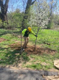 Simsbury 200x267 - Celebrating Arbor Day and Earth Day 2021