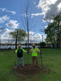 Stamford 200x267 - Celebrating Arbor Day and Earth Day 2021